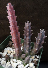 Load image into Gallery viewer, Huernia x 'Spiny Norman'