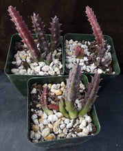Load image into Gallery viewer, Huernia x 'Spiny Norman'