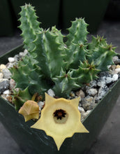 Load image into Gallery viewer, Huernia thuretii v. primulina