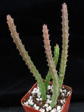 Load image into Gallery viewer, Huernia pendula