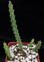 Load image into Gallery viewer, Huernia pendula