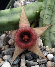 Load image into Gallery viewer, Huernia procumbens *Stapeliad w/ shooting star flowers*