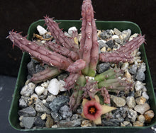 Load image into Gallery viewer, Huernia procumbens *Stapeliad w/ shooting star flowers*