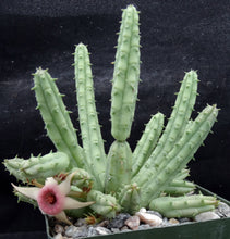 Load image into Gallery viewer, Huernia procumbens *Stapeliad w/ shooting star flowers*