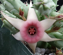 Load image into Gallery viewer, Huernia procumbens *Stapeliad w/ shooting star flowers*