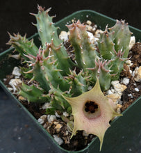 Load image into Gallery viewer, Huernia rosea (Lavranos 11269)