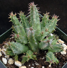 Load image into Gallery viewer, Huernia rosea (Lavranos 11269)