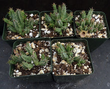 Load image into Gallery viewer, Huernia rosea (Lavranos 11269)
