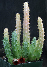 Load image into Gallery viewer, Huernia schniederiana