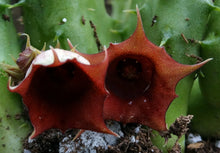 Load image into Gallery viewer, Huernia schniederiana