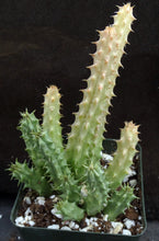 Load image into Gallery viewer, Huernia schniederiana