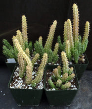 Load image into Gallery viewer, Huernia schniederiana