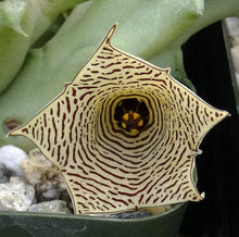 Load image into Gallery viewer, Huernia sudanensis *Maze like flowers*