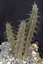 Load image into Gallery viewer, Huernia sudanensis *Maze like flowers*