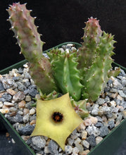 Load image into Gallery viewer, Huernia thuretii v. primulina