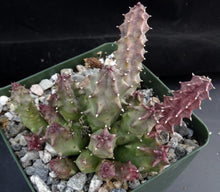 Load image into Gallery viewer, Huernia thuretii v. primulina