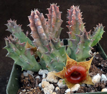 Load image into Gallery viewer, Huernia zebrina *Lifesaver Plant*