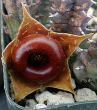 Load image into Gallery viewer, Huernia zebrina *Lifesaver Plant*