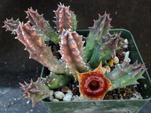 Load image into Gallery viewer, Huernia zebrina *Lifesaver Plant*