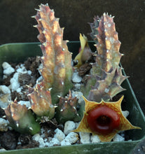 Load image into Gallery viewer, Huernia zebrina *Lifesaver Plant*