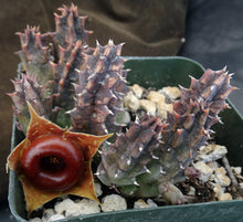 Load image into Gallery viewer, Huernia zebrina *Lifesaver Plant*