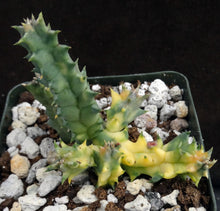 Load image into Gallery viewer, Huernia zebrina 'variegata' Variegated
