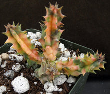 Load image into Gallery viewer, Huernia zebrina 'variegata' Variegated