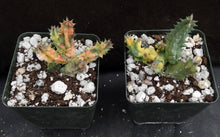 Load image into Gallery viewer, Huernia zebrina 'variegata' Variegated