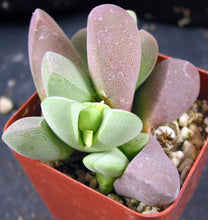 Load image into Gallery viewer, Ihlenfeldtia vanzylii