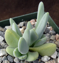 Load image into Gallery viewer, Ihlenfeldtia vanzylii