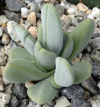 Load image into Gallery viewer, Ihlenfeldtia vanzylii