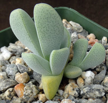 Load image into Gallery viewer, Ihlenfeldtia vanzylii