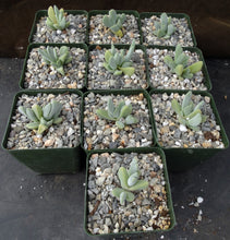 Load image into Gallery viewer, Ihlenfeldtia vanzylii