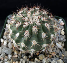 Load image into Gallery viewer, Islaya islayensis