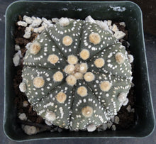 Load image into Gallery viewer, Astrophytum asterias 'Super Kabuto' (K)