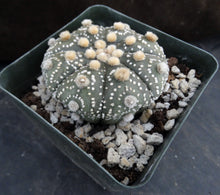 Load image into Gallery viewer, Astrophytum asterias 'Super Kabuto' (K)