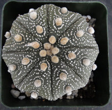 Load image into Gallery viewer, Astrophytum asterias 'Super Kabuto' (L)