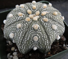 Load image into Gallery viewer, Astrophytum asterias 'Super Kabuto' (L)