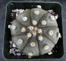 Load image into Gallery viewer, Astrophytum asterias 'Super Kabuto' (M)