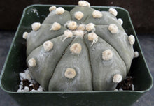 Load image into Gallery viewer, Astrophytum asterias 'Super Kabuto' (M)