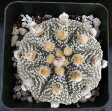 Load image into Gallery viewer, Astrophytum asterias 'Super Kabuto' (N)
