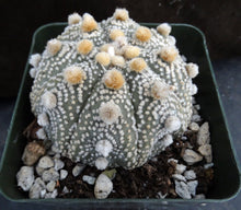 Load image into Gallery viewer, Astrophytum asterias 'Super Kabuto' (N)