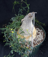 Load image into Gallery viewer, Kedrostis africana