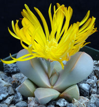 Load image into Gallery viewer, Lapidaria margaretae