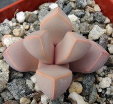 Load image into Gallery viewer, Lapidaria margaretae