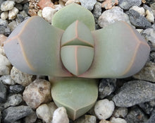 Load image into Gallery viewer, Lapidaria margaretae