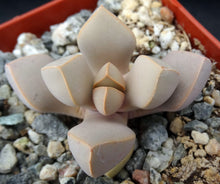 Load image into Gallery viewer, Lapidaria margaretae