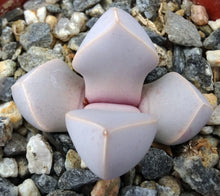 Load image into Gallery viewer, Lapidaria margaretae
