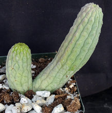 Load image into Gallery viewer, Lavrania haagnerae