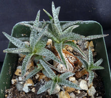 Load image into Gallery viewer, Ledebouria socialis 'Miner'